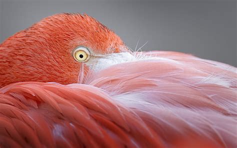 Wallpaper ID: 891867 / day, pink color, close-up, feather, vertebrate, profile view, animal body ...
