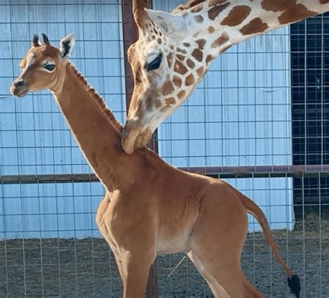 A Once-In-A-Lifetime Baby: Giraffe Born With No Spots At Tennessee Zoo. – InspireMore