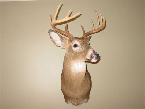 Deer Mounts - Page 1