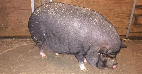 'Massively Overweight' Pig, Fed Cookies & Donuts By Owner, Seeks New Home - CBS Boston