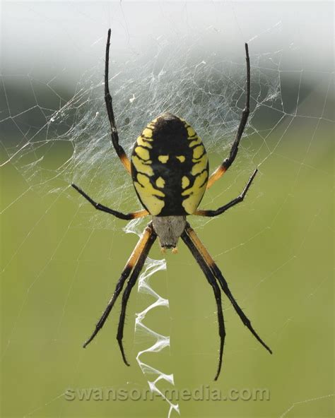 Images by Swanson Media: Orb Weavers (Araneidae) | 25 of 105 | Black and Yellow Argiope (female)