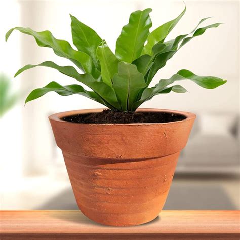 Terracotta Plant Pots (Round), Pots for Plants, Clay Pots for Plants ...