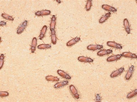 Flour Beetles In Bedroom | www.resnooze.com