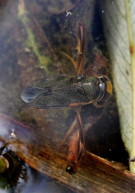 Corixidae - Corixa punctata - gestippelde duikerwants | Flickr