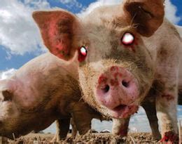 Weird Things » Blog Archive » Farmer Killed and Eaten By His Own Pigs!