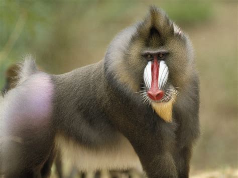 Baboon | The Biggest Animals Kingdom