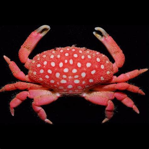 Hawaiian Strawberry Crab - BIGShow Frags