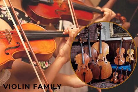 Violin Family - A Quick Guide - Phamox Music