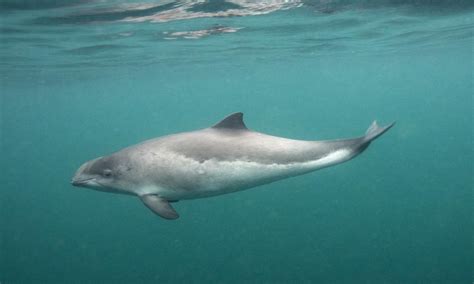 UK porpoises dying in unnecessarily high numbers - BirdGuides