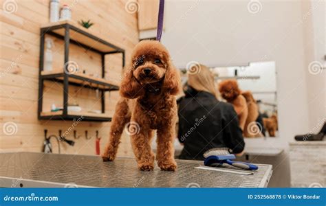 Teacup Poodle Dog on the Grooming Table Waiting a Haircut from ...