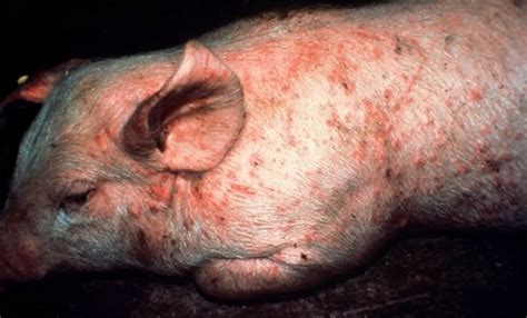 Do Pigs Carry Diseases? | Pet Pig World