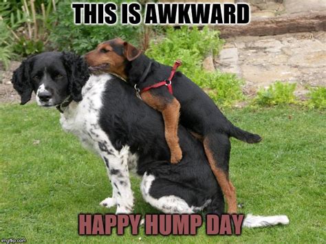 happy hump day - Imgflip