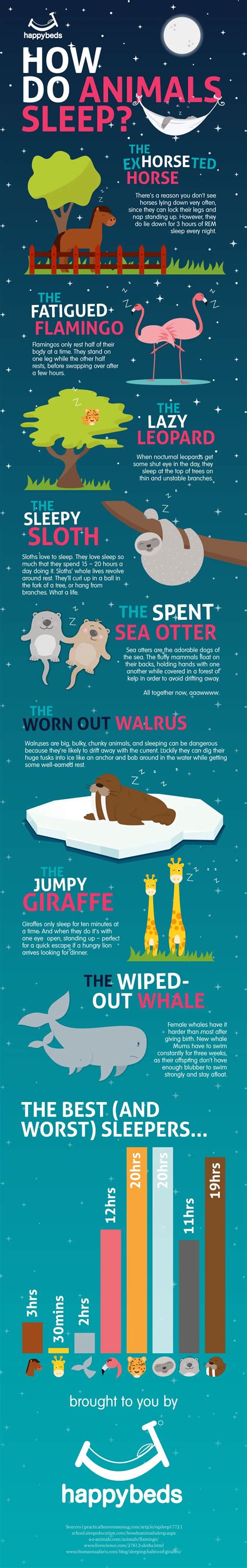 Sleeping Patterns Of Animals - Infographic