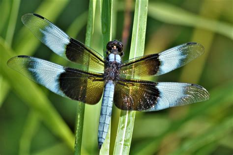 Widow Skimmer Dragonfly Close-up 2 Free Stock Photo - Public Domain Pictures