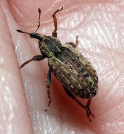 Insects in the City: The cuddly alfalfa weevil