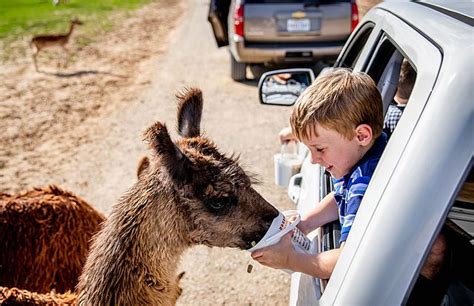 Drive Thru Zoo Texas - Top 10 Must See Drive Through Safaris In Texas The Spring Break Family ...