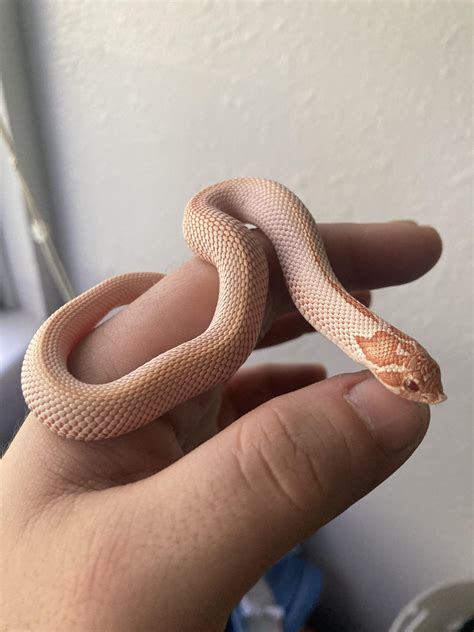 Baby hognose snakes are too pure for this world : r/snakes