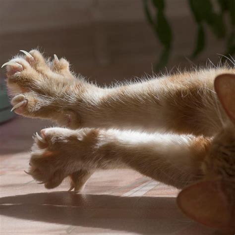 The Truth About Declawing Cats - For Kitty's Sake