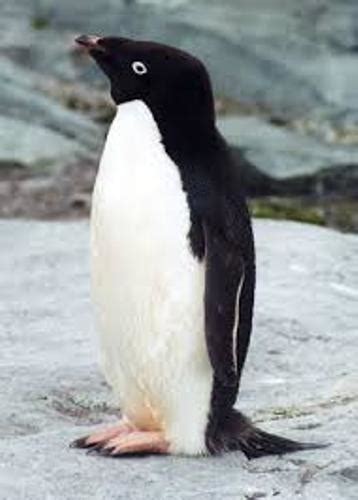 10 Facts about Adelie Penguins - Fact File