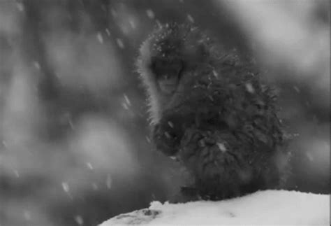 GIF animal monkey japanese snow monkey - animated GIF on GIFER - by Fendis