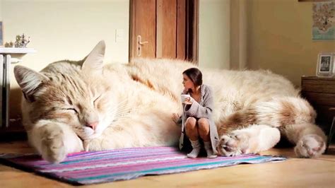 THE BIGGEST CATS In The World - YouTube