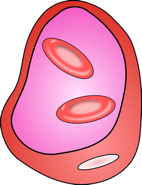 Veins,blood vessel,cells,biology,medicine - free image from needpix.com