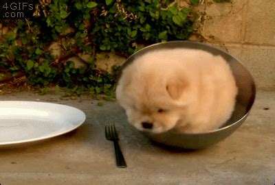 Chow-puppy-stuck-in-bowl