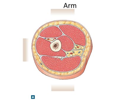 Arm Cross Section (muscles) Diagram | Quizlet