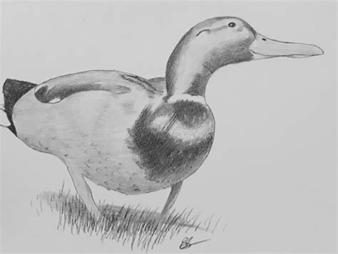 Realistic Duck Drawing at PaintingValley.com | Explore collection of ...