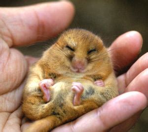 Dormice – Habitat Aid Ltd