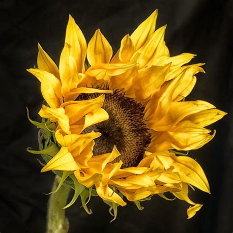 Golden Sunflower by Andrew Wolff on 500px | Sunflower photo, Sunflower pictures, Sunflower ...