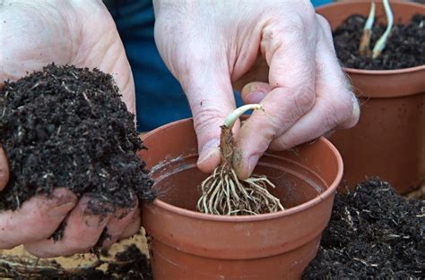 How to Plant Lily of the Valley | BBC Gardeners World Magazine