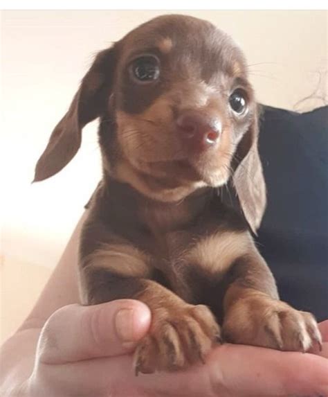 Sweet Sausage Dog Breeds | Dachshund puppies, Dachshund love, Cute ...