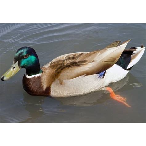 Cackle Hatchery Rouen Drake Duck (Male) - 702M | Blain's Farm & Fleet