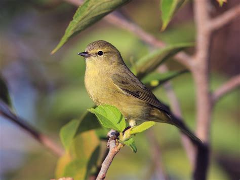 Orange-crowned Warbler | Audubon Field Guide