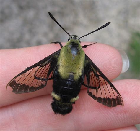 snowberry clearwing moth, Hemaris diffinis | Explore #136, S… | Flickr