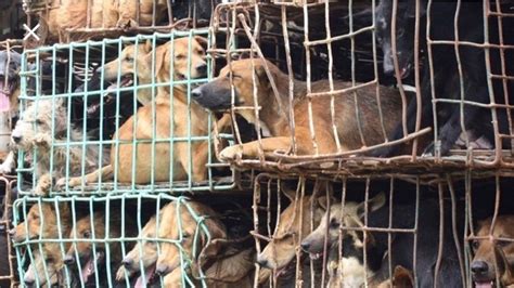 Petition · To end the dog meat trade · Change.org