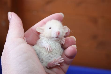 fancy-baby-rats-for-sale-dumbo-hairless-rex-56cb38e1e9259.JPG (1280×853 ...