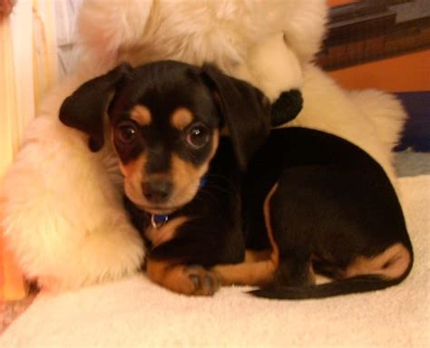 Chiweenie: History, Temperament, Care, Training, Diet & Pictures