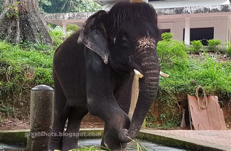 Elephant Baby Named Krishna-Video and Photos from Kerala's Elephant Training Center @ Konni ...