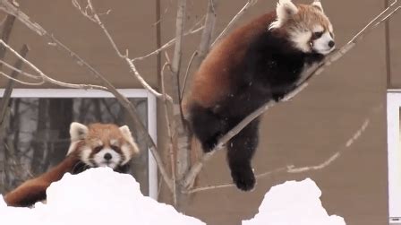 The Cutest Red Panda GIFs Ever Seen