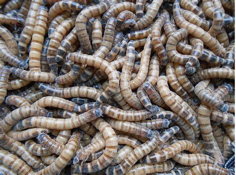 SuperWorms - Morio Beetle Larvae – M.R. Pet Supplies