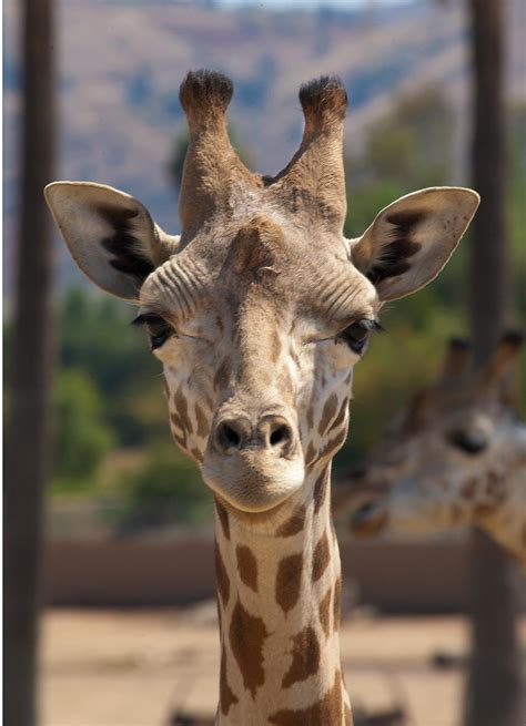 Baringo Giraffe between Palms by dkbarto on DeviantArt