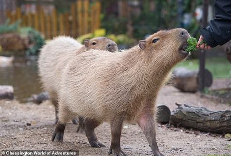 Chessington World of Adventures analyzes capybara population decrease