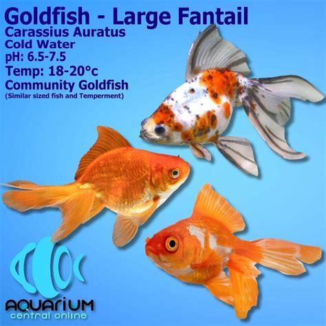 Goldfish - Assorted Fantail Large (Carassius auratus) 9cm - Aquarium Central