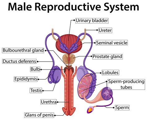 Hormones in Male Reproductive System | STD.GOV Blog