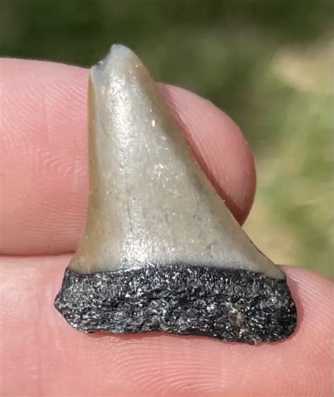 FLORIDA FOSSIL MAKO Sharks Tooth Megalodon Age Shark $9.99 - PicClick