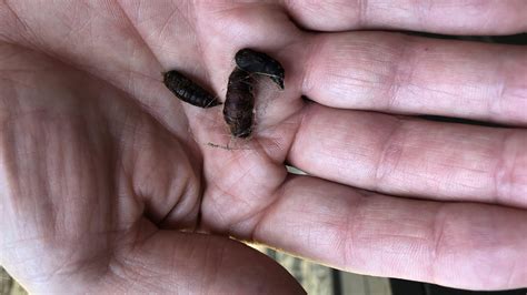 Gypsy moth damage swells across Central, Western NY