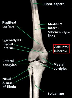 Adductor Tubercle – Definition, Location, Function, Importance and Pictures - Bodterms