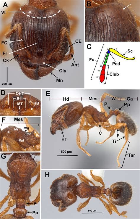 structure of the eye diagram Morphological feautures of of ants - Free Learn Diagram